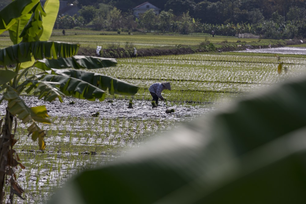 man farming during daytime