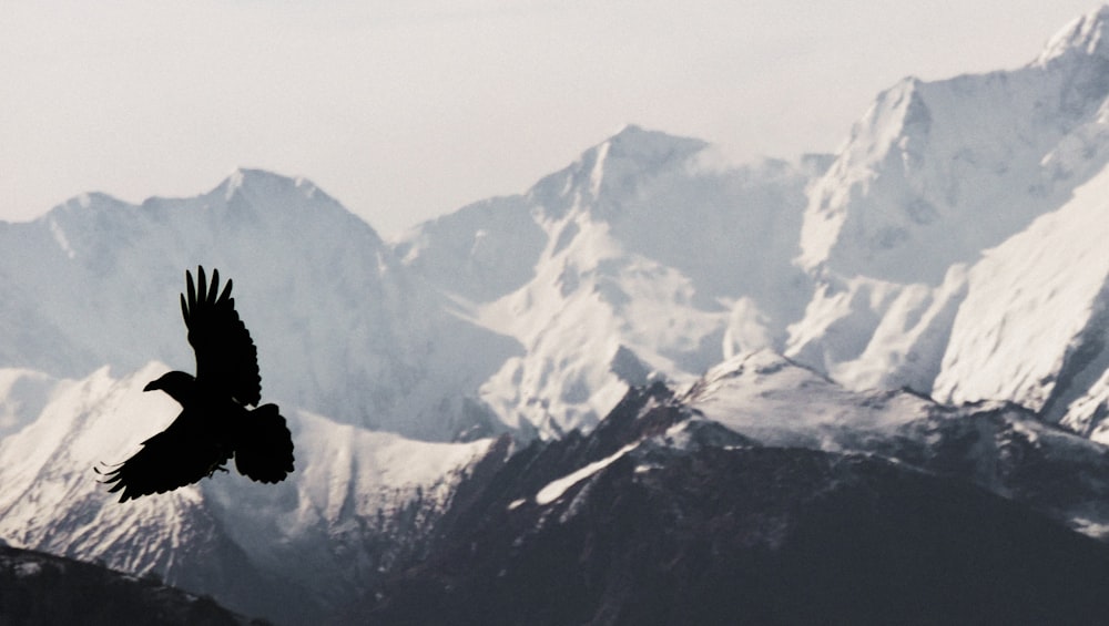 silhouette of bird flying above snow mountain