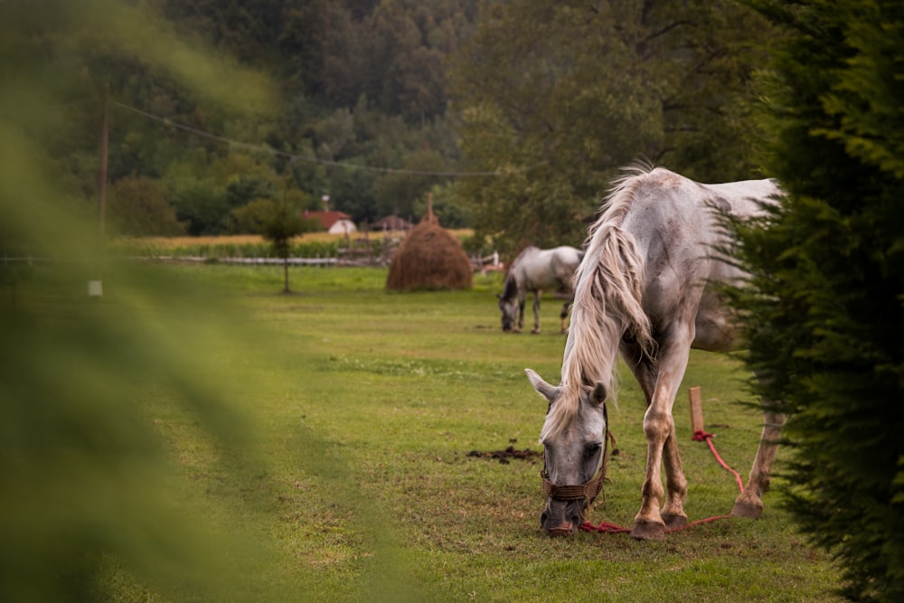 white horse eating grass on green grass field during daytime