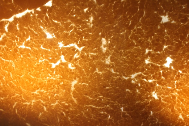 Close-up of a composite biomaterial sample under high magnification showing intricate texture.