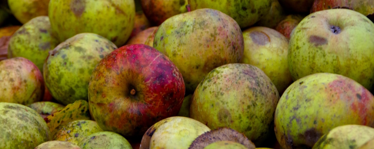 focus photography of green-and-red fruits