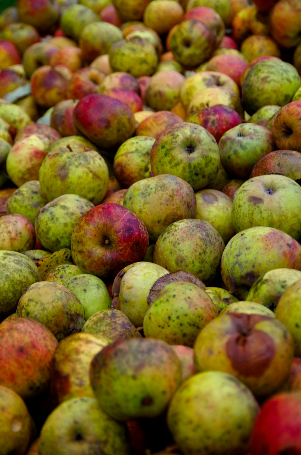 focus photography of green-and-red fruits