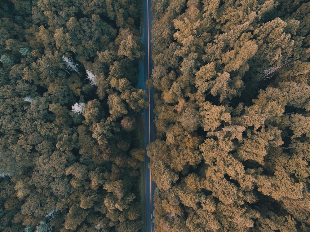 aerial view of trees