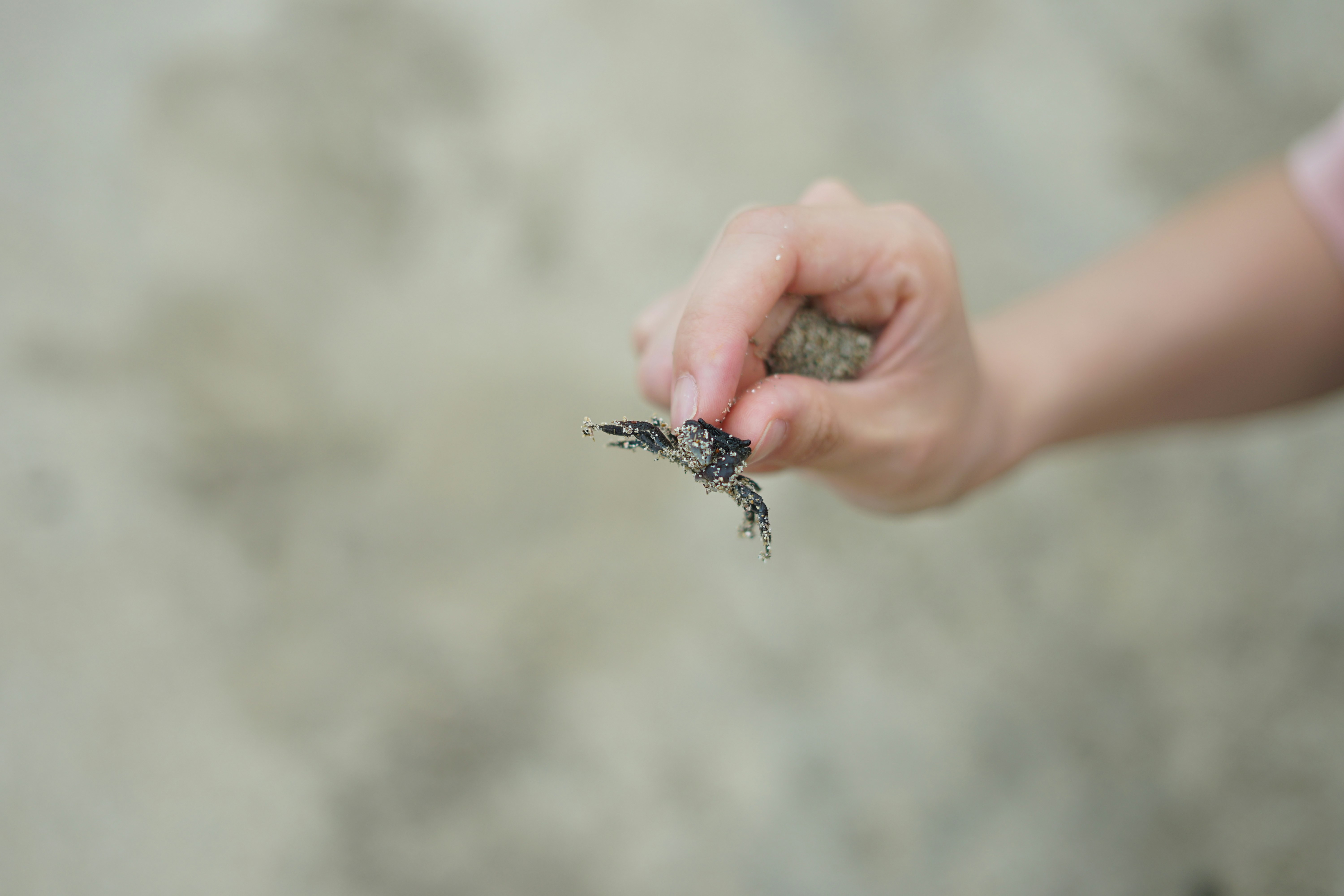 person holding black crab