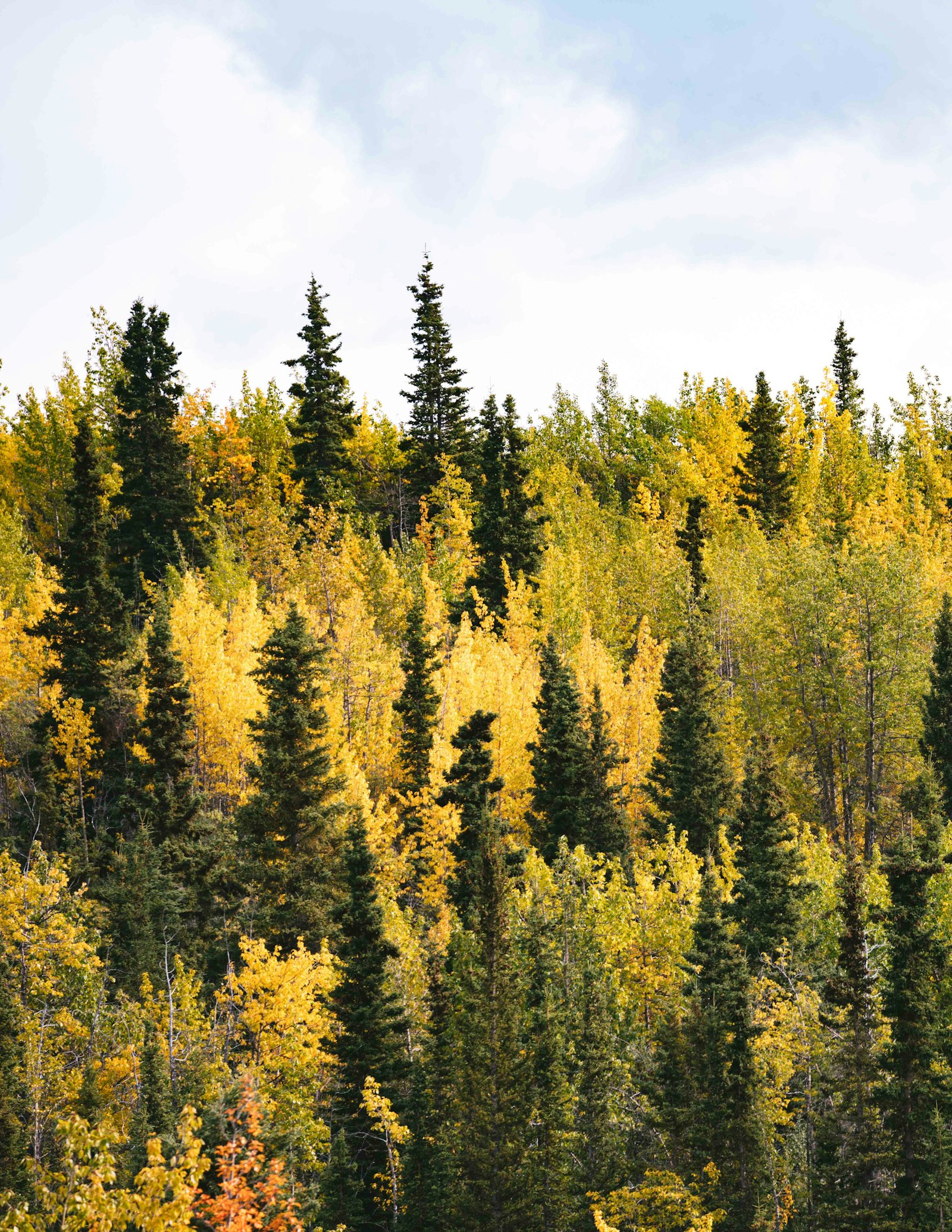 Sony a7R II + Sony FE 70-200mm F2.8 GM OSS sample photo. Landscape photography of trees photography