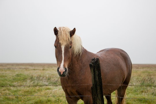 shallow focus photo of brown horse in Sólheimajökull Iceland