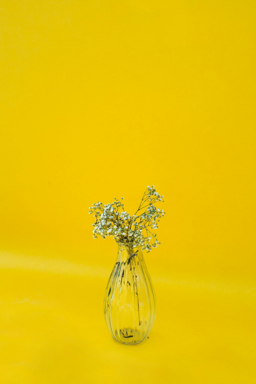 white flowers in clear glass vase photo – Free Yellow Image on Unsplash