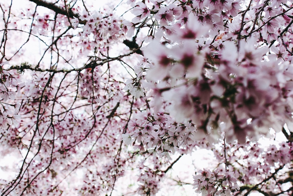 flores de flor de cerezo