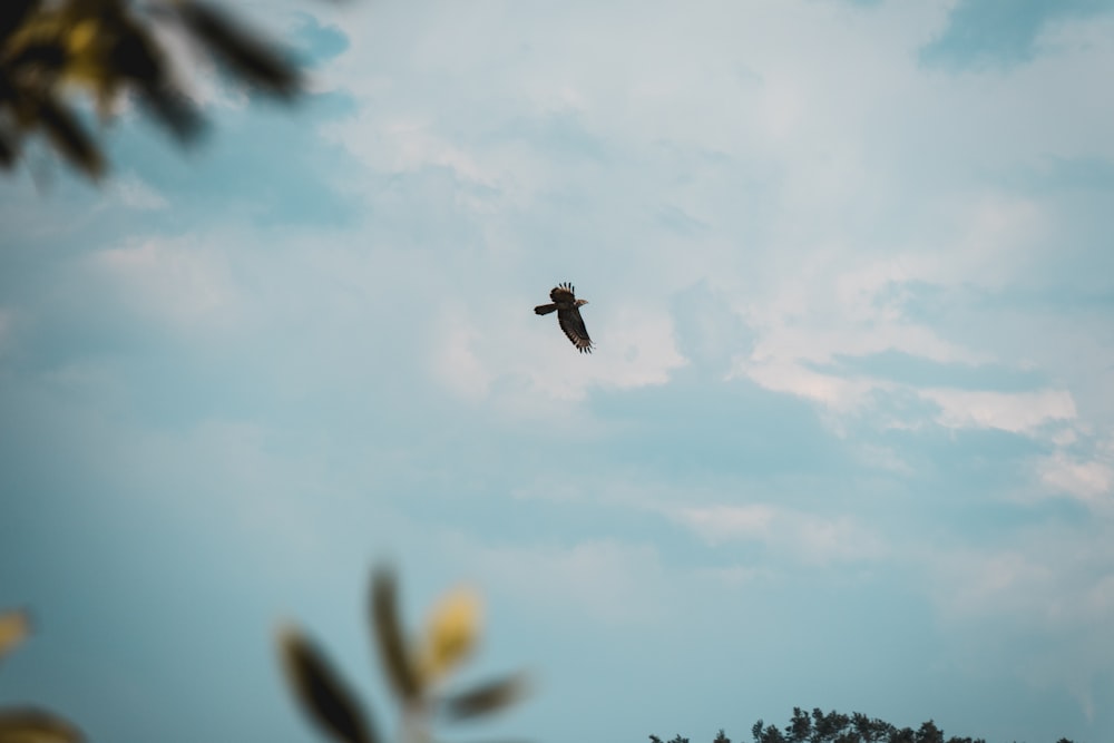 black bird flying