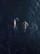 aerial view photography of two dolphins in water