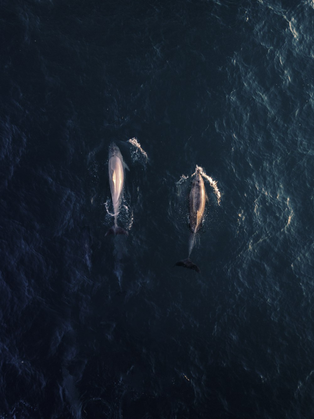 Fotografía de vista aérea de dos delfines en el agua