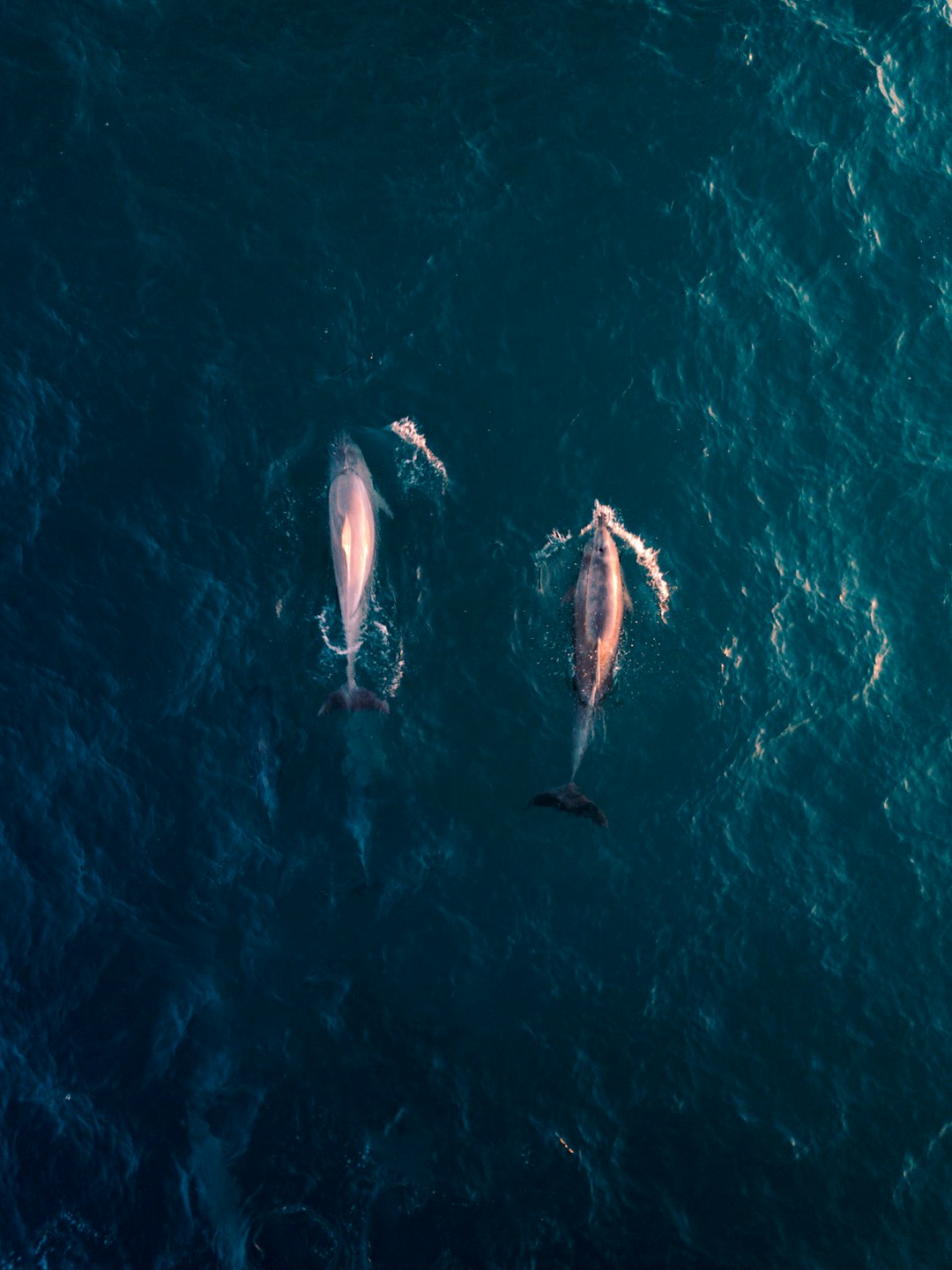 aerial view photography of two dolphins in water