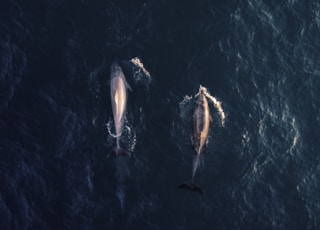 aerial view photography of two dolphins in water