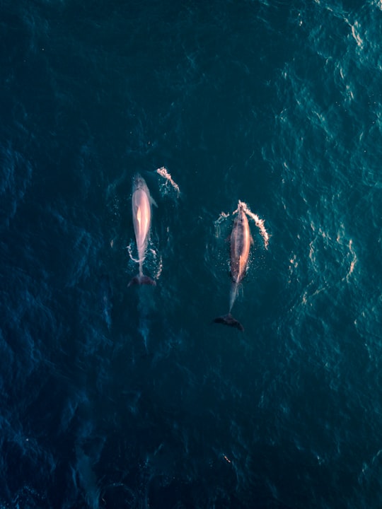 aerial view photography of two dolphins in water in Avalon Beach Australia