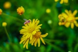 A bee hovering above a vibrant yellow flower surrounded by a lush green background. Additional yellow flowers can be seen blurred in the distance.