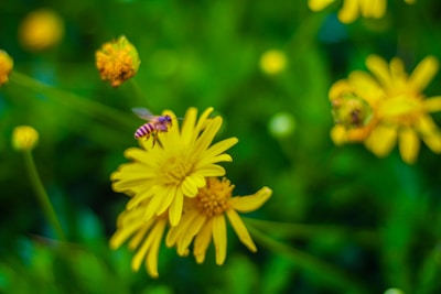 A bee hovering above a vibrant yellow flower surrounded by a lush green background. Additional yellow flowers can be seen blurred in the distance.