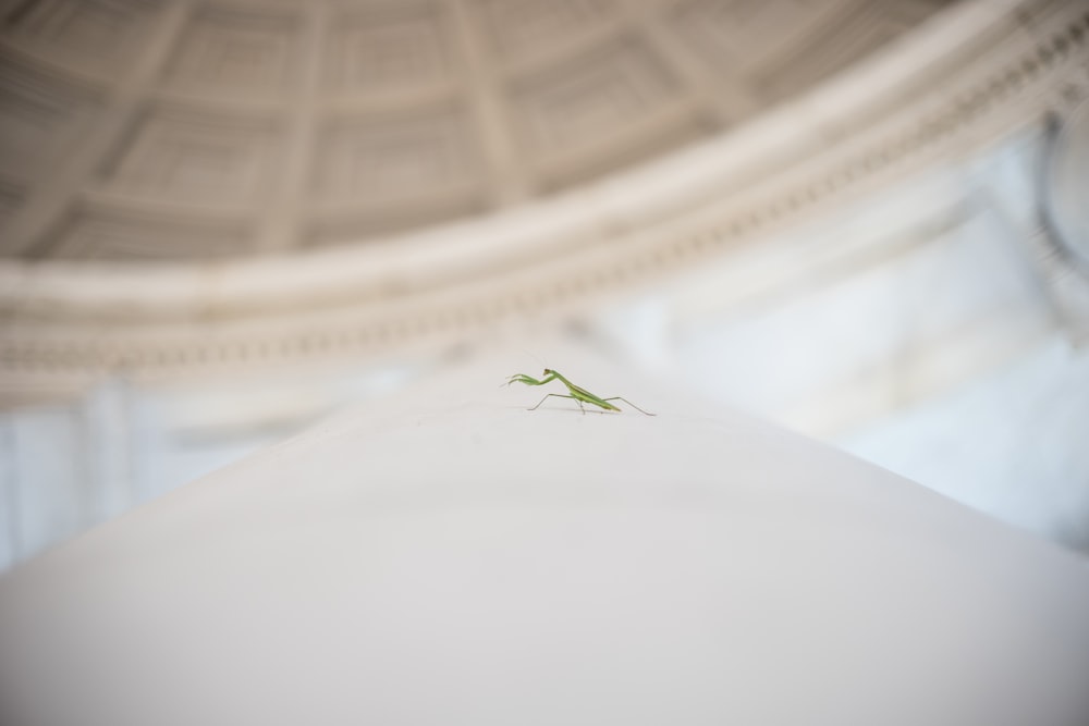 shallow focus photography of green mantis