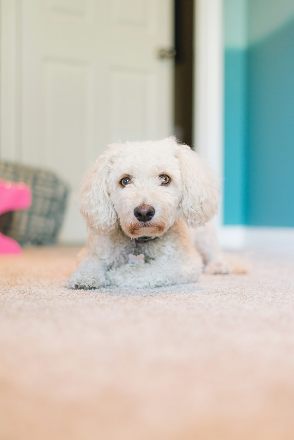 adult white toy poodle laying down on carpet