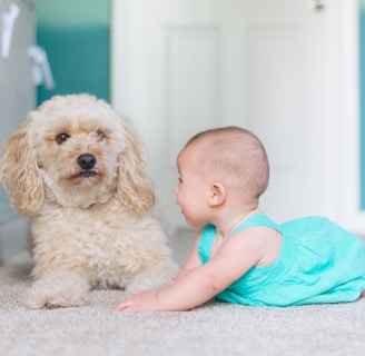 children and pets carpet cleaning service