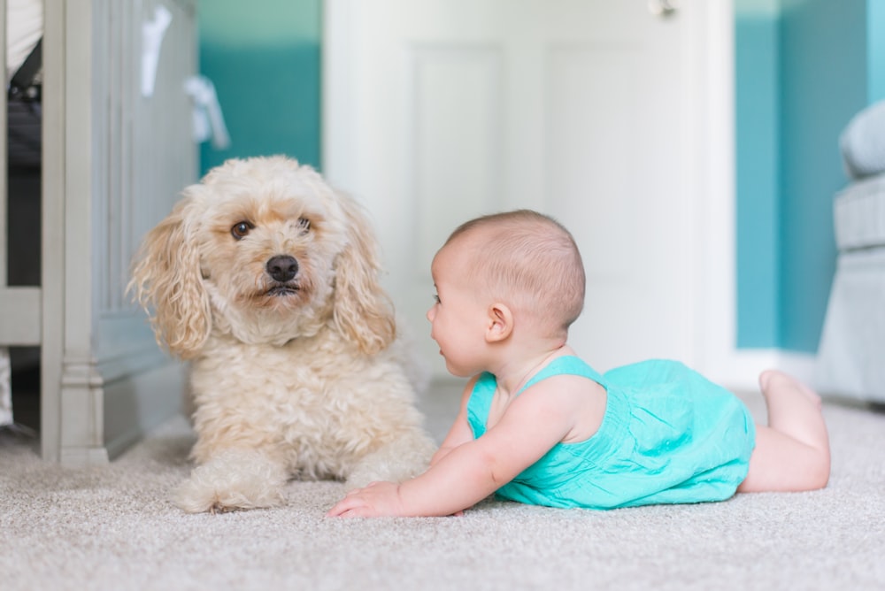 Baby krabbelt in der Nähe eines langhaarigen braunen Hundes in der Nähe der Tür
