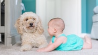 baby crawling near long-coated brown dog near door