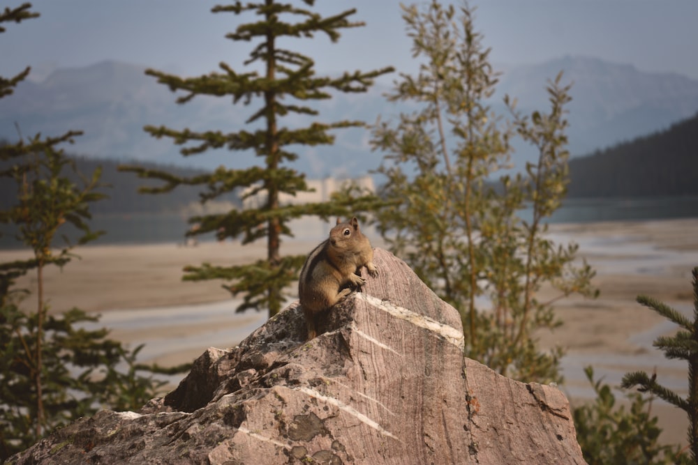 low-angle of squirrel on rock