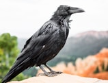 A large black raven is perched on a light-colored rock with its glossy feathers visible in detail. The background consists of an out-of-focus natural landscape with green trees and hills, along with orange and beige rock formations.