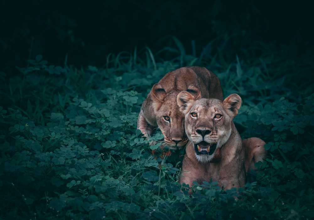 two lioness on green plants