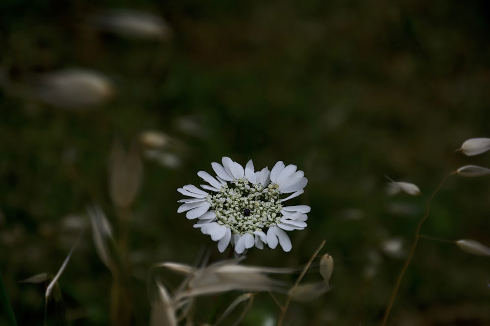 shallow focus photography of white petaled flwoer