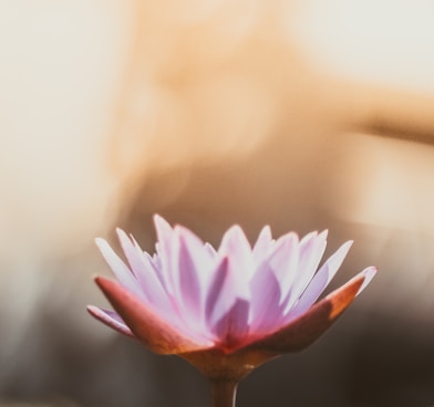 shallow focus photography of purple flower