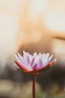 shallow focus photography of purple flower