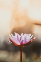 A warm-toned close-up of a lotus flower floating gently in a candlelit water basin.