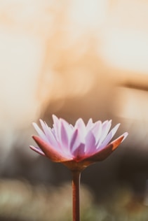 fleur de lotus