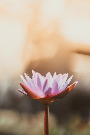 shallow focus photography of purple flower