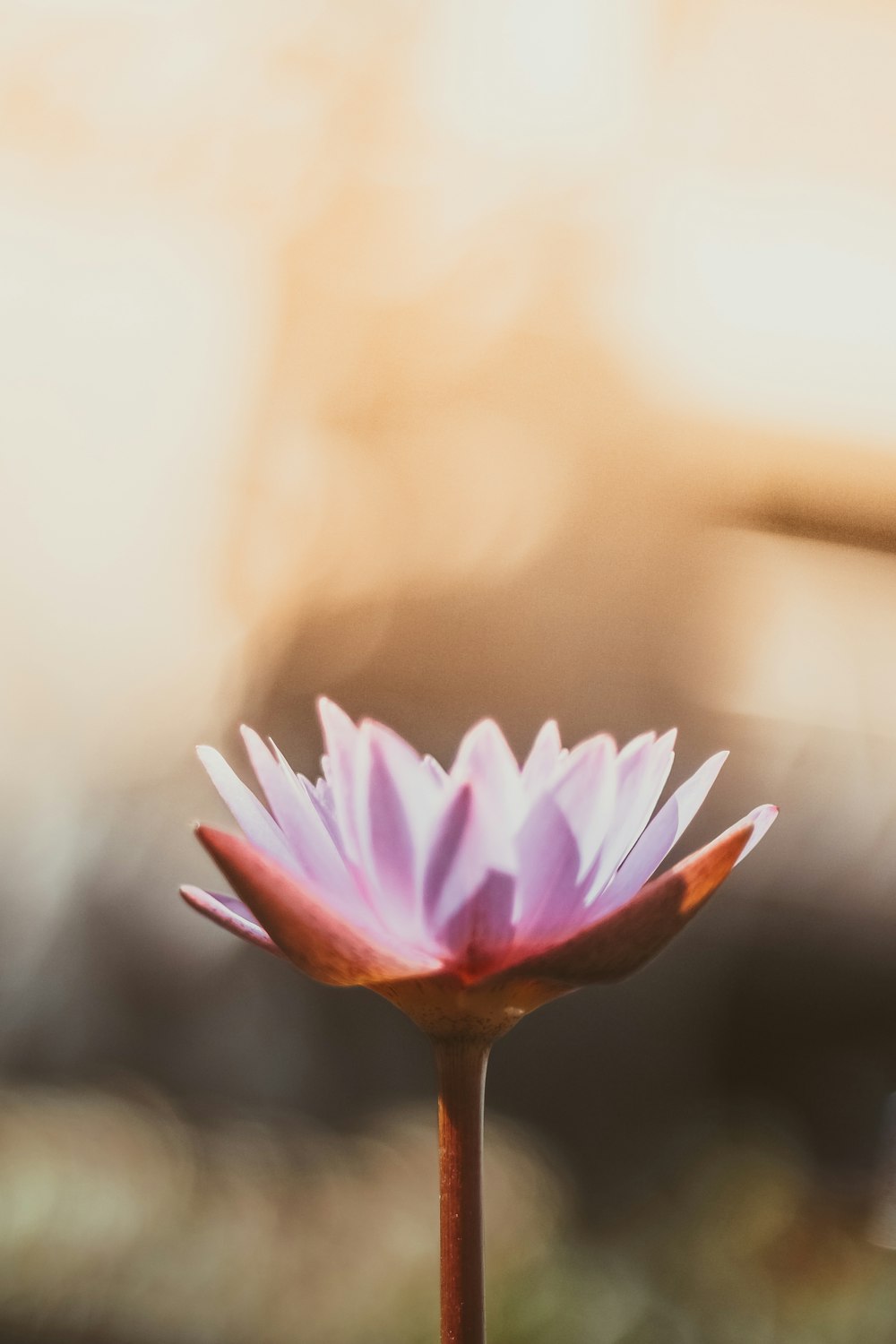 Photographie de mise au point peu profonde de fleur violette