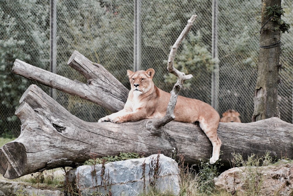 brown lioness near gray metal fence at daytime