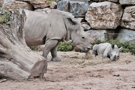 two rhinoceros eating in front of rock wall in Pairi Daiza Belgium