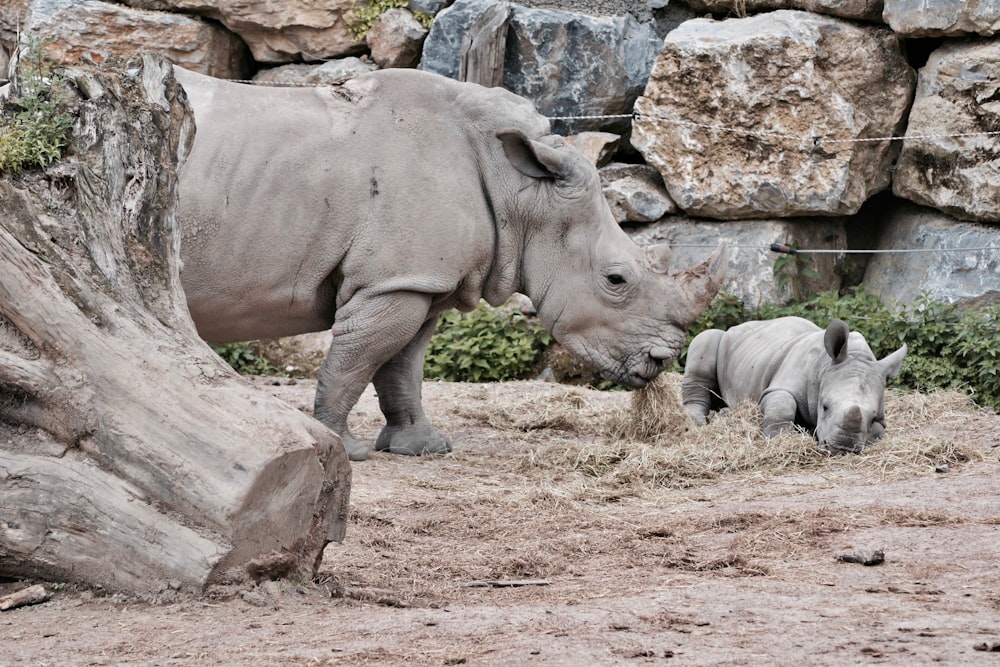 two rhinoceros eating in front of rock wall