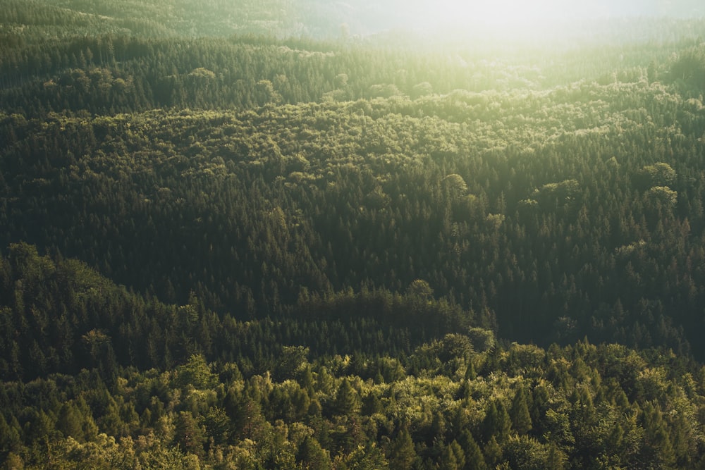 aerial view photography of fores at daytime