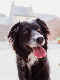 Close-up of a joyful stray dog with a wagging tail waiting for adoption.