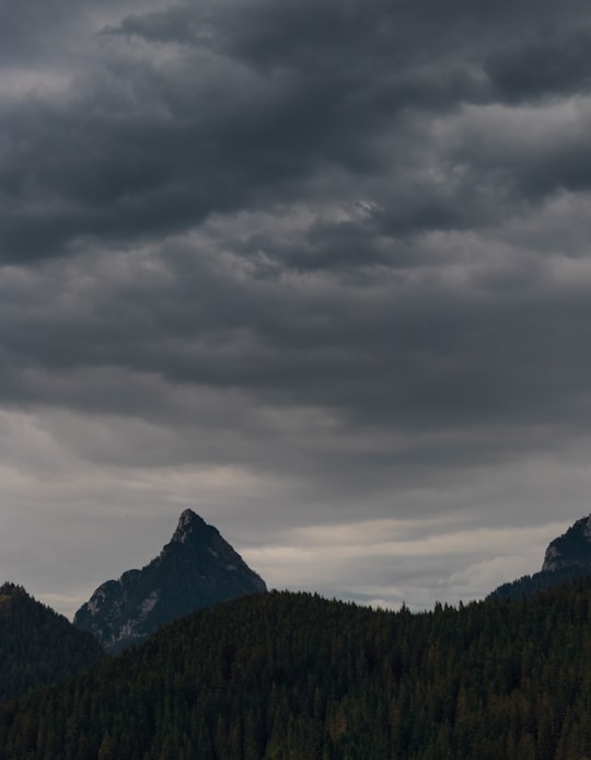 pine trees on mountain slope under dark clouds in Sappada Italy