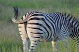 Close-up of an okapi's striking striped hindquarters in the dappled light of the Congo rainforest.