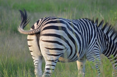 Close-up of an okapi's striking striped hindquarters in the dappled light of the Congo rainforest.
