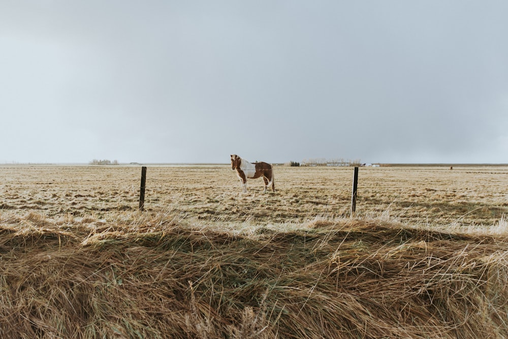 white and brown horse standing on brown sand