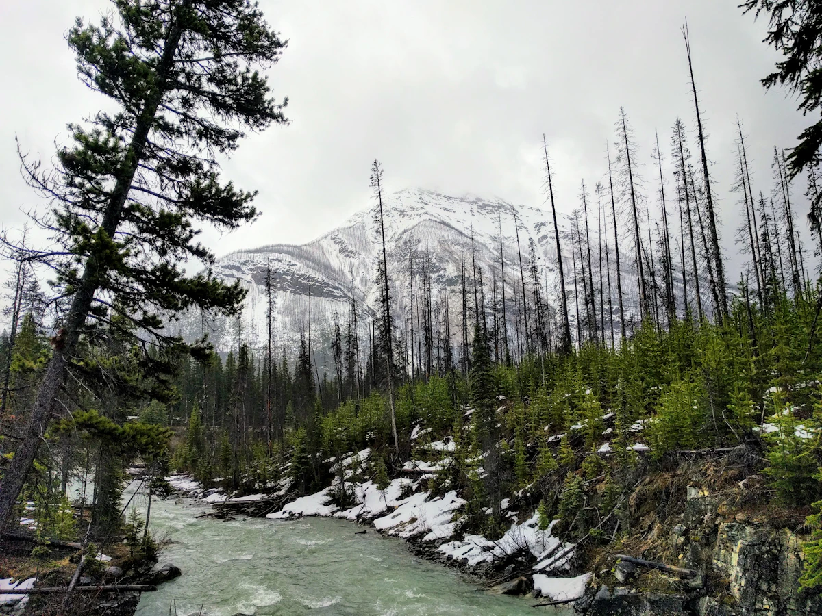River through old-growth forest in British Columbia