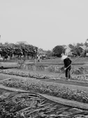 Farmers in traditional hats carefully harvesting fresh horticultural vegetables in neat rows