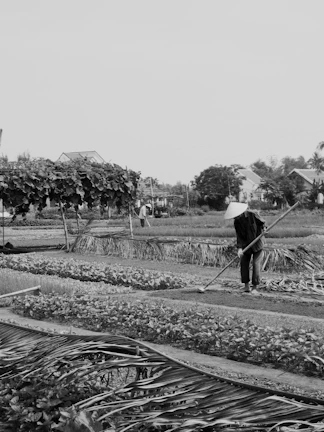 Farmers in traditional hats carefully harvesting fresh horticultural vegetables in neat rows