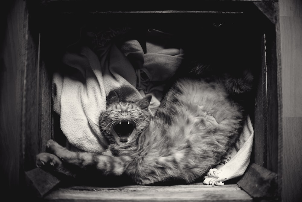 grayscale photography of cat inside the box