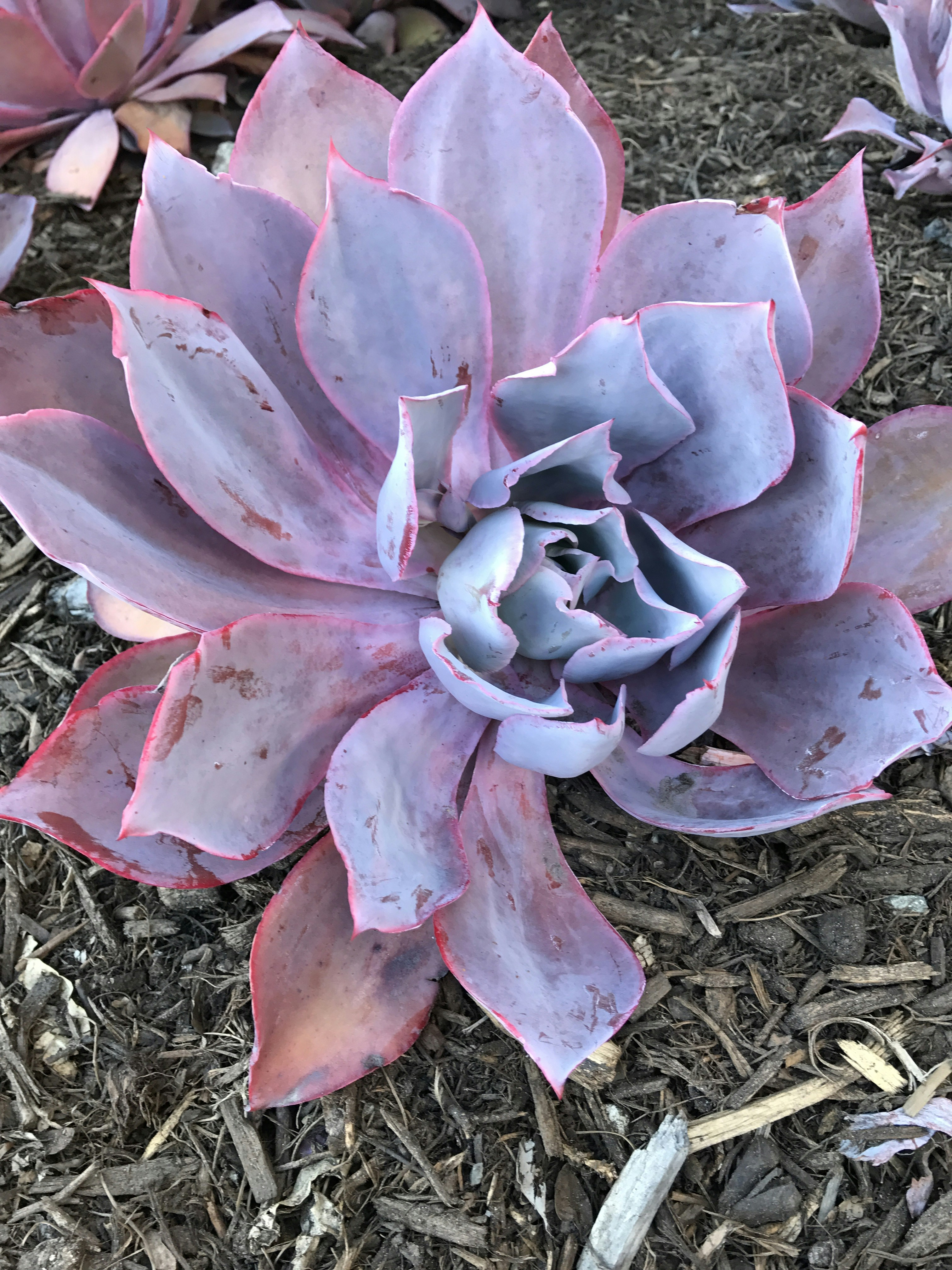 Beginner-friendly succulent - Echeveria with stunning rosette-shaped foliage