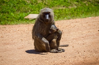 A baboon is sitting on a dirt path, cradling a baby baboon closely. The surrounding area features green grass and some blurred rocks. The scene is captured in bright sunlight.